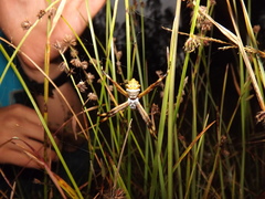 Argiope argentata