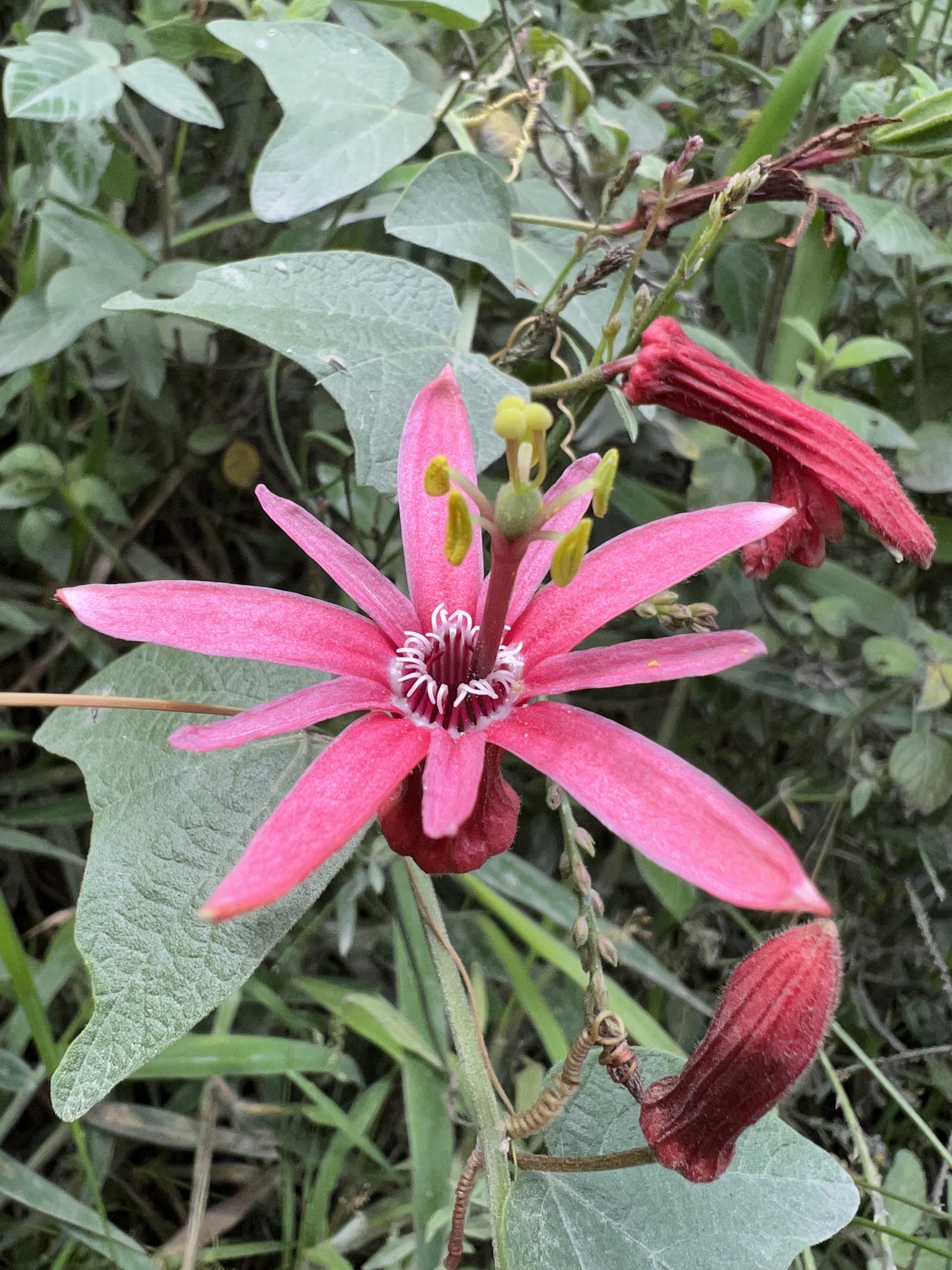Passiflora sanguinolenta image