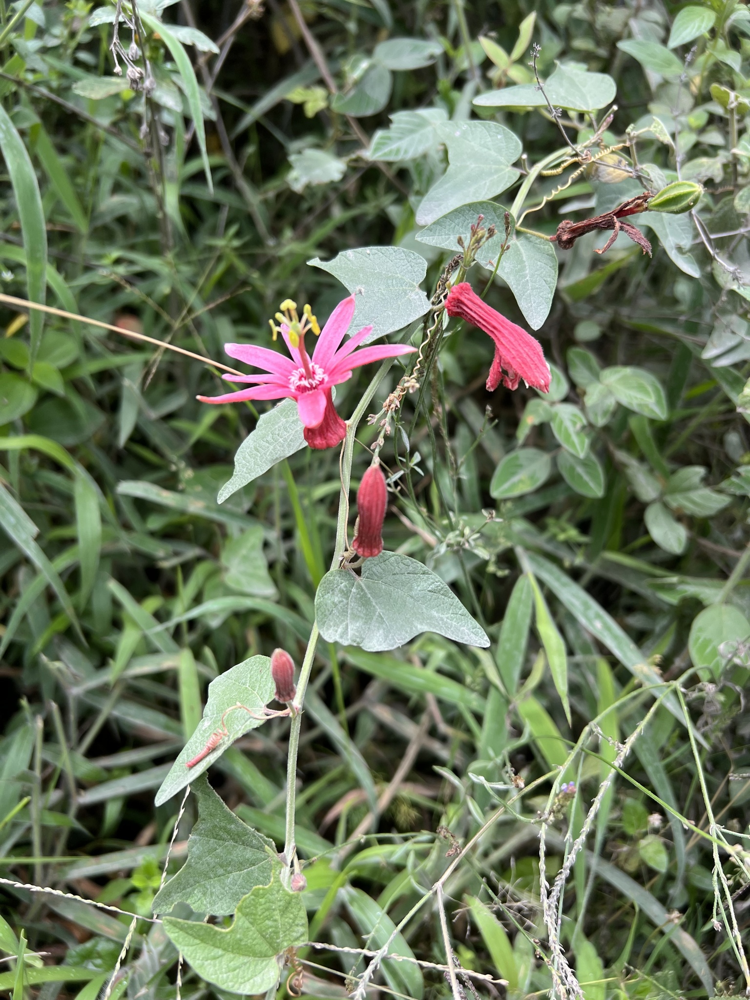 Passiflora sanguinolenta image