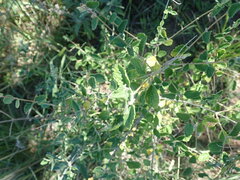 Aloysia
