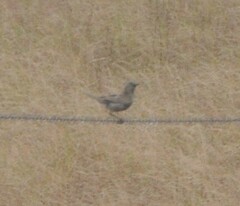 Cincloramphus cruralis