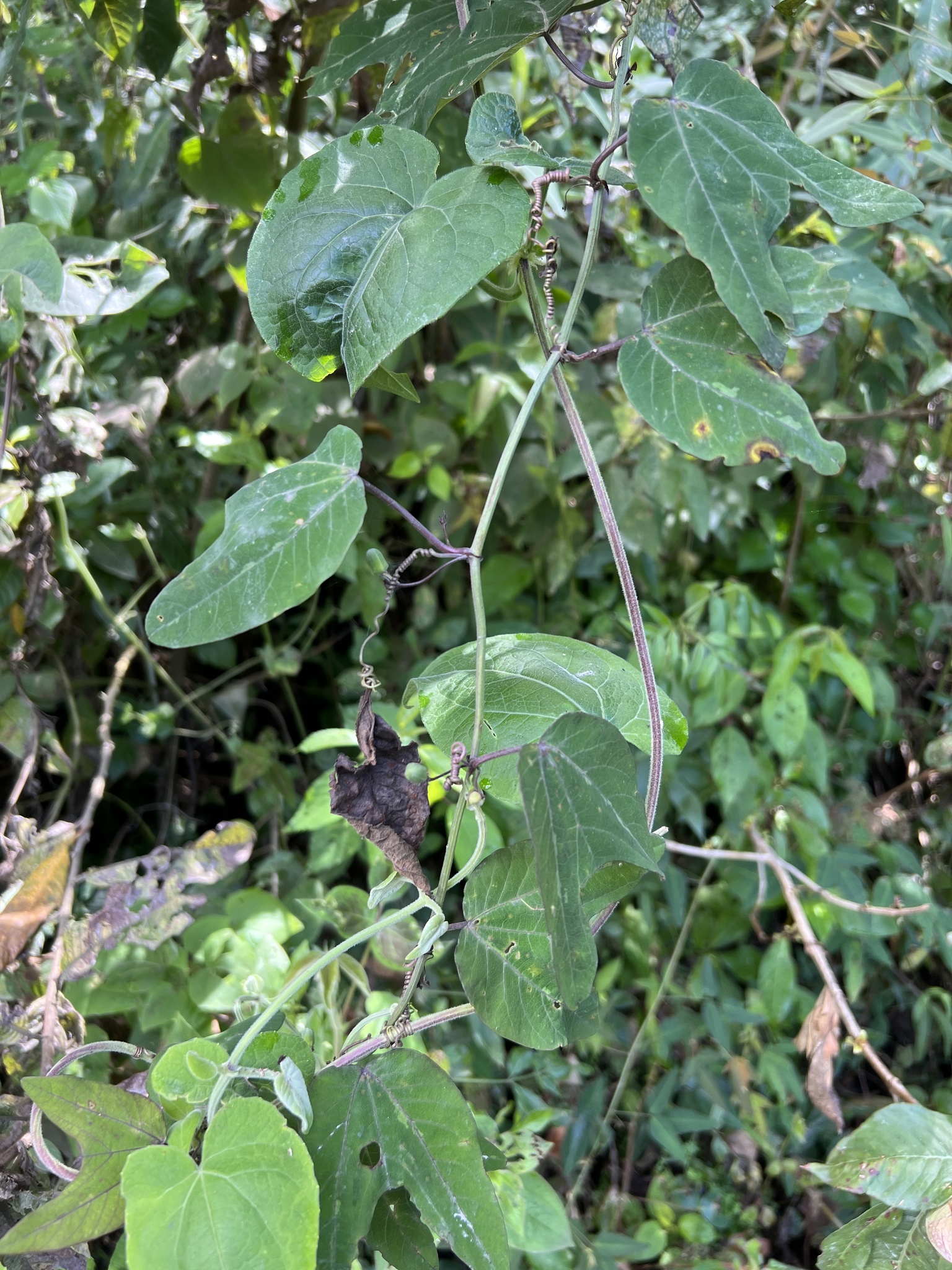 Passiflora indecora image