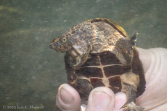 Sternotherus minor