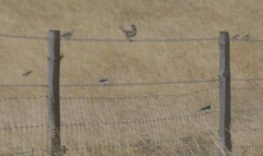 Cincloramphus cruralis