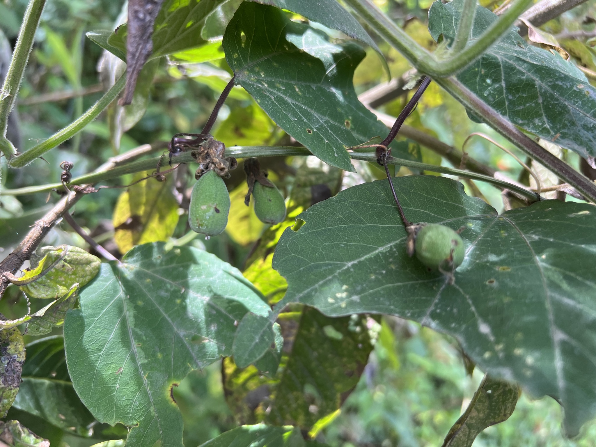 Passiflora indecora image