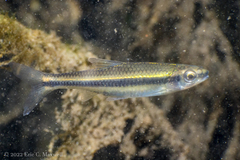 Notropis petersoni