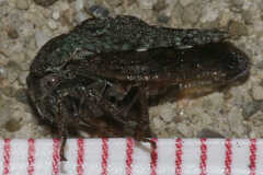 Telamona westcotti