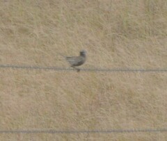 Cincloramphus cruralis