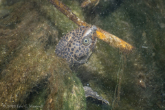 Sternotherus minor
