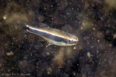 Pteronotropis metallicus