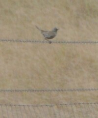 Cincloramphus cruralis