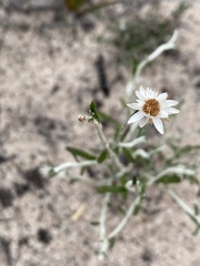 Helichrysum leucopsideum