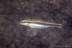 Pteronotropis harperi