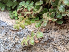 Asplenium subglandulosum