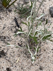 Helichrysum leucopsideum