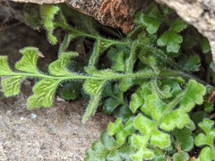 Asplenium subglandulosum