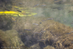 Pteronotropis metallicus