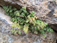 Asplenium subglandulosum