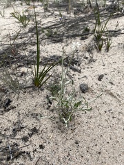 Helichrysum leucopsideum