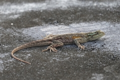 Agama picticauda