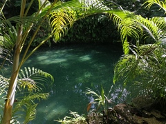 Chamaedorea seifrizii