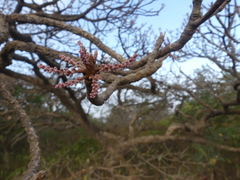 Terminalia bellirica