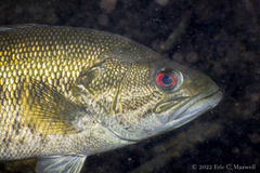 Micropterus notius