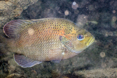 Lepomis punctatus