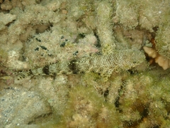 Saurida nebulosa