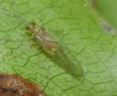 Stenopsocus
