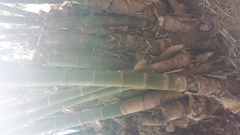 Dendrocalamus giganteus