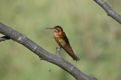 Aglaeactis cupripennis