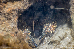 Procambarus spiculifer