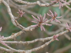 Terminalia bellirica