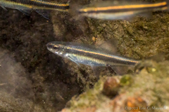 Pteronotropis harperi