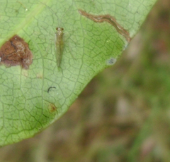 Stenopsocus
