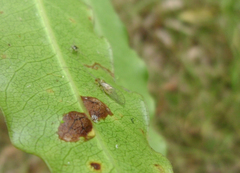 Stenopsocus