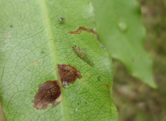 Stenopsocus