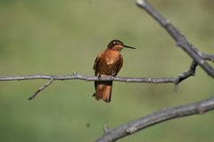 Aglaeactis cupripennis