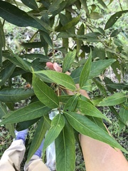 Lithocarpus amygdalifolius