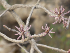 Terminalia bellirica
