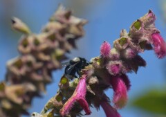 Bombus funebris