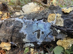 Amaurodon