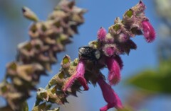 Bombus funebris