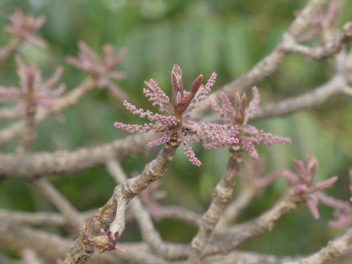 Terminalia bellirica