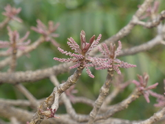 Terminalia bellirica