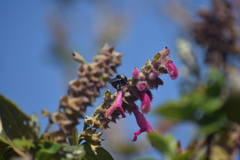 Bombus funebris