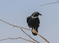Corvus corax