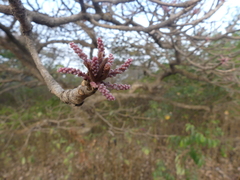 Terminalia bellirica