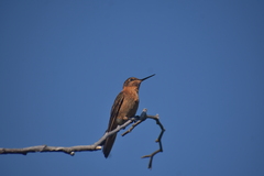 Aglaeactis cupripennis